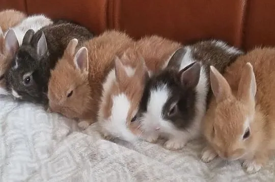 Królik miniaturka, karzełek, króliki, Pilawa