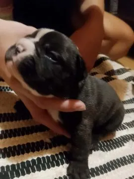Buldog Francuski piękne szczenięta, w pięknych kolorach, , Białystok