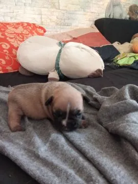 Buldog Francuski piękne szczenięta, w pięknych kolorach, , Białystok