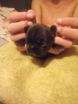 Buldog Francuski piękne szczenięta, w pięknych kolorach, , Białystok