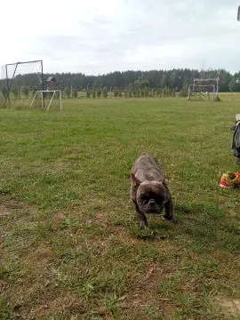 Buldog Francuski piękne szczenięta, w pięknych kolorach, , Białystok