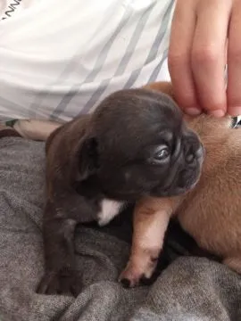 Buldog Francuski piękne szczenięta, w pięknych kolorach, , Białystok