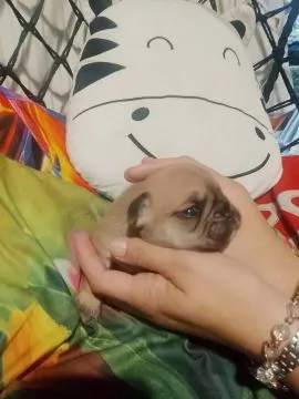 Buldog Francuski piękne szczenięta, w pięknych kolorach