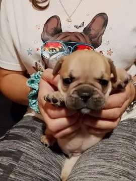 Buldog Francuski piękne szczenięta, w pięknych kolorach, , Białystok