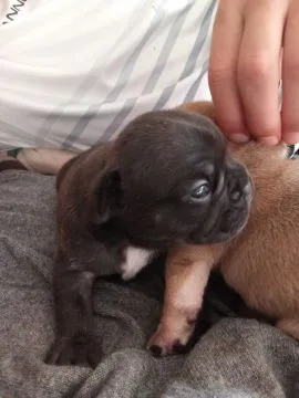 Buldog Francuski piękne szczenięta, w pięknych kolorach, , Białystok