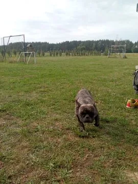 Buldog Francuski piękne szczenięta, w pięknych kolorach, , Białystok
