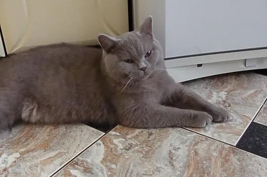 Kot Brytyjski bardzo Ladny