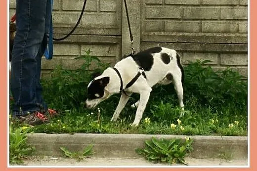 Spokojny, czuły pies Łatek -adopcja,  dolnośląskie