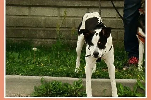 Spokojny, czuły pies Łatek -adopcja,  dolnośląskie