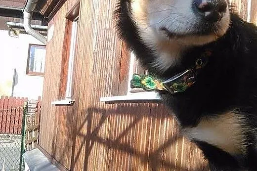 Piękna Buena prosi o dom!,  dolnośląskie Jelenia G