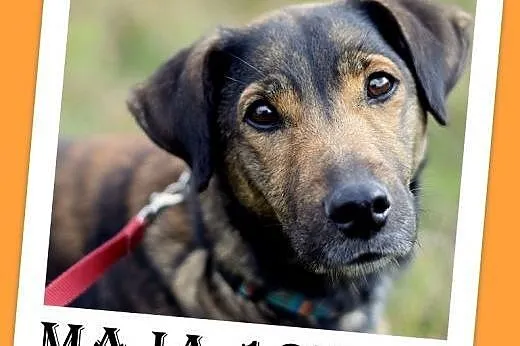 12kg,idealna,łagodna,spokojna,grzeczna suczka MAJA.Adopcja,  dolnośląskie Wrocław