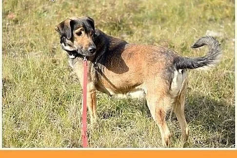 12kg,idealna,łagodna,spokojna,grzeczna suczka MAJA