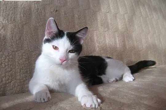 Młody kocurek Messi do adopcji !