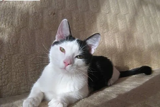 Młody kocurek Messi do adopcji !