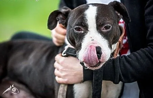 Jero cudowny pies czeka na dom, Amstaff cała Pols