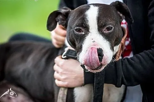 Jero cudowny pies czeka na dom, Amstaff cała Polska