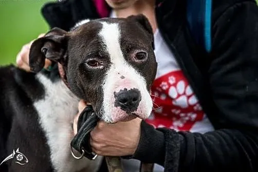 Jero cudowny pies czeka na dom,  Amstaff cała Pols
