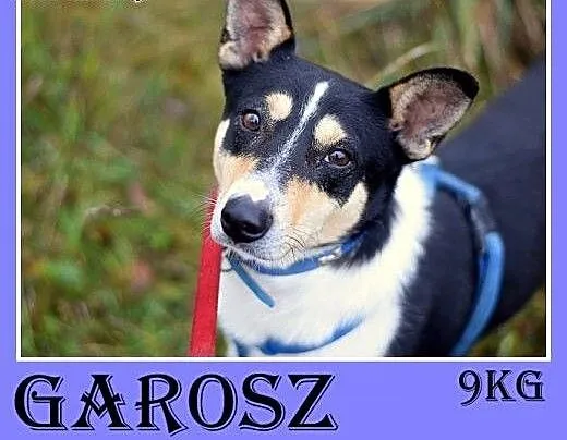 9kg,mały,wesoły,przyjazny,towarzyski piesek GAROSZ