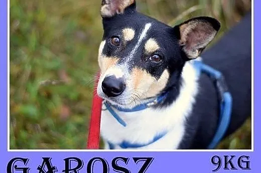 9kg,mały,wesoły,przyjazny,towarzyski piesek GAROSZ