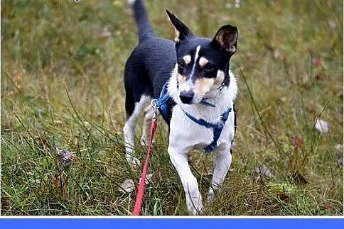 9kg,mały,wesoły,przyjazny,towarzyski piesek GAROSZ