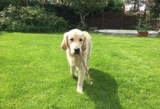 Golden Retriever LEA - do adopcji, mazowieckie Wa
