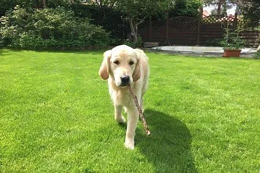 Golden Retriever LEA - do adopcji,  mazowieckie Wa
