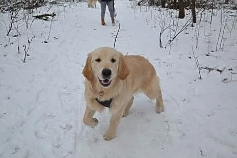 Golden Retriever LEA - do adopcji,  mazowieckie Wa