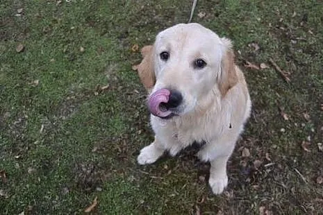 Golden Retriever LEA - do adopcji,  mazowieckie Wa