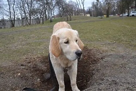 Golden Retriever LEA - do adopcji,  mazowieckie Wa