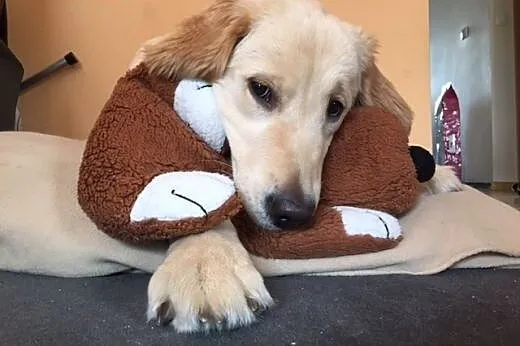Golden Retriever LEA - do adopcji,  mazowieckie Wa