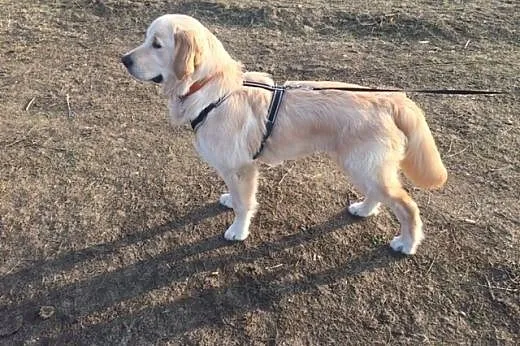 Golden Retriever LEA - do adopcji,  mazowieckie Wa