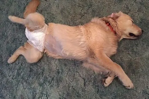 Golden Retriever LEA - do adopcji,  mazowieckie Wa