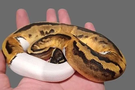 Pyton Królewski Piebald