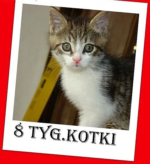 8 tyg.kocięta,kociczka,kocurek,szczepione,odrobacz