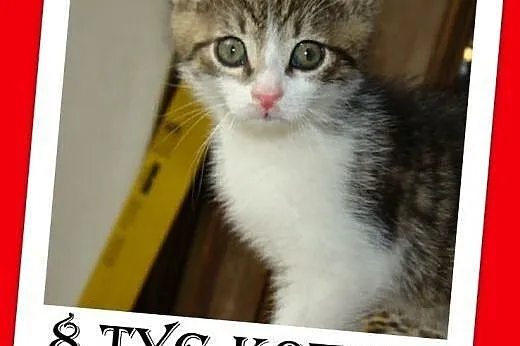 8 tyg.kocięta,kociczka,kocurek,szczepione,odrobacz