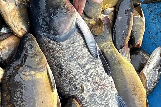 RYBY - karpie amury tołpygi szczupaki, Podlaskie, Waliły-Dwór