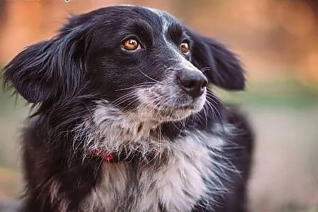Holly- 13 kg mini Border Collie, przyjacielska, su