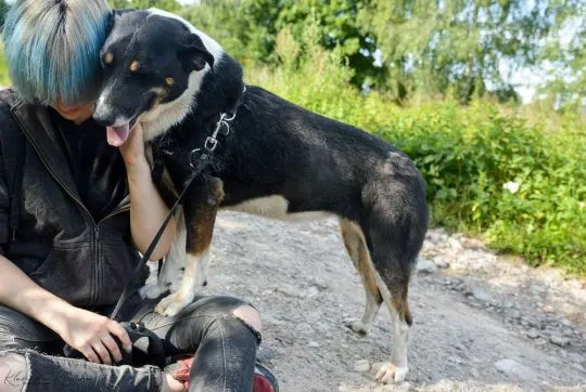 Cudowna Cola - przyjacielska, łagodna, wesoła sunia!  Cola to cudownie przyjacielska i radosna sunia, , Wrocław