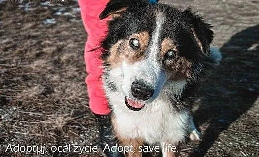 Piernik piękny pies w typie collie., podkarpackie