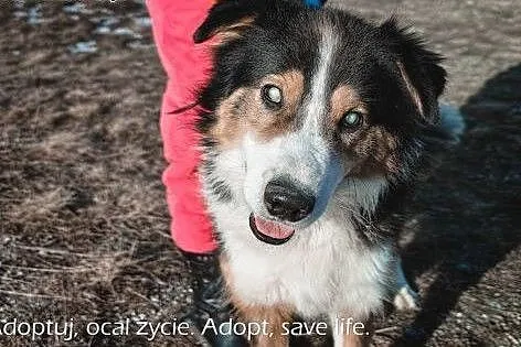 Piernik piękny pies w typie collie.,  podkarpackie