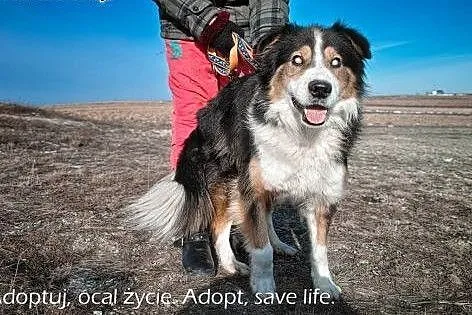 Piernik piękny pies w typie collie.,  podkarpackie
