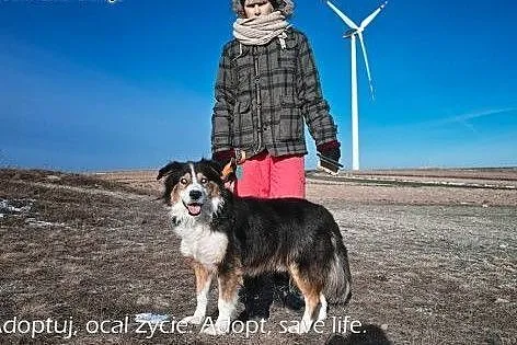 Piernik piękny pies w typie collie.,  podkarpackie