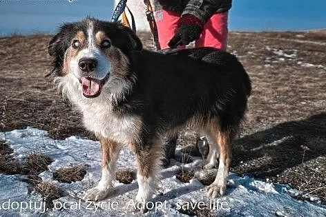 Piernik piękny pies w typie collie.,  podkarpackie