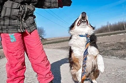 Piernik piękny pies w typie collie.,  podkarpackie