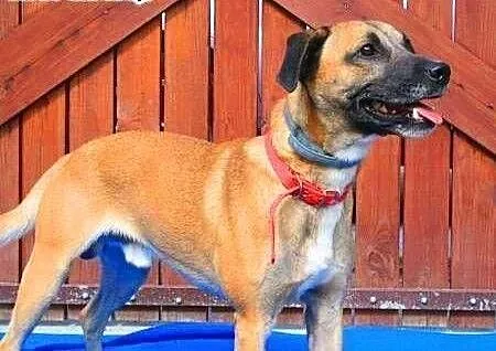 ROKI - super psiak już tak długo czeka na dom...FI