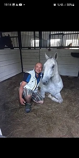 Koń wałach pod siodło, Podkarpackie, Sokołów Małopolski