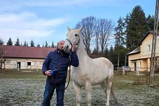 Koń wałach pod siodło, Podkarpackie, Sokołów Małopolski