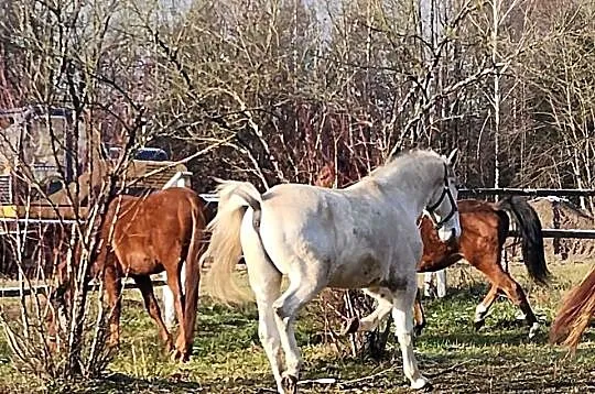 Koń wałach pod siodło, Podkarpackie, Sokołów Małopolski