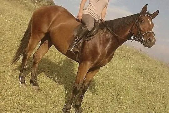 Oddam do współdzierżawy klacz małopolską.