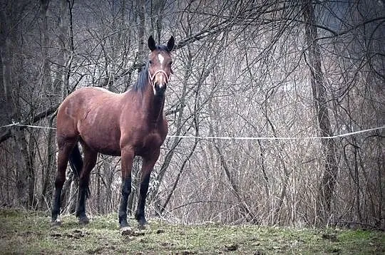Oddam do współdzierżawy klacz małopolską.
